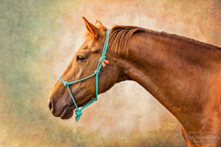 Carlos - newforestinponi - EM525835