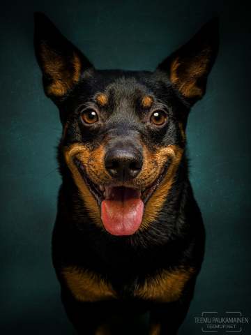 Kevin - EM535187