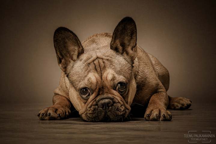 Esme - EM553598-sepia