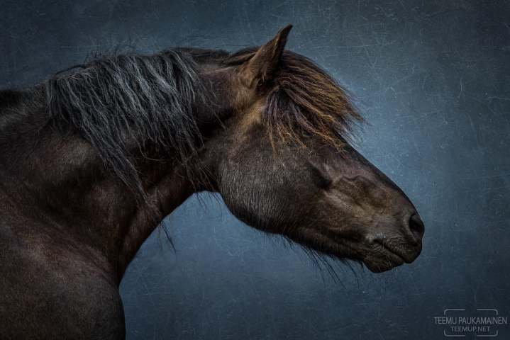 Pekka - EM556206-edit2