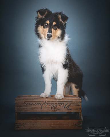 Bobi - OM545817-edit2