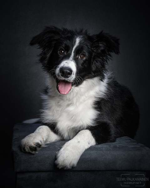 Sara - bordercollie - A7C15427-edit3