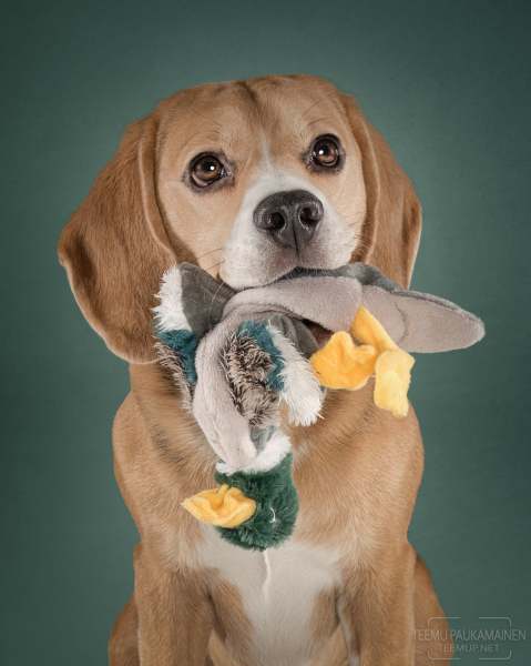 Erkki - beagle - A7C16620-edit3