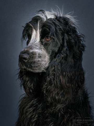Mona - cockerspanieli - A7C16107