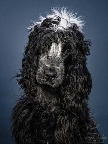 Mona - cockerspanieli - A7C16125