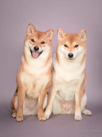 Aava & Soma - shiba inu - A7C16184-edit2