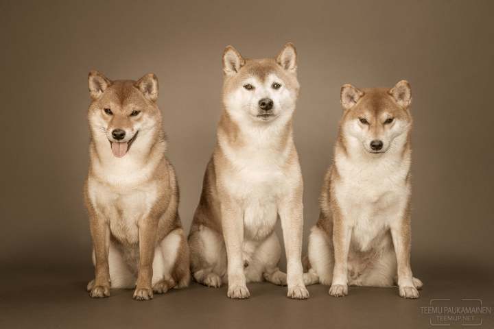 Aava, Nero & Soma - shiba inu - A7C16217-sepia2